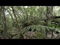 201812051208_foret.jpg