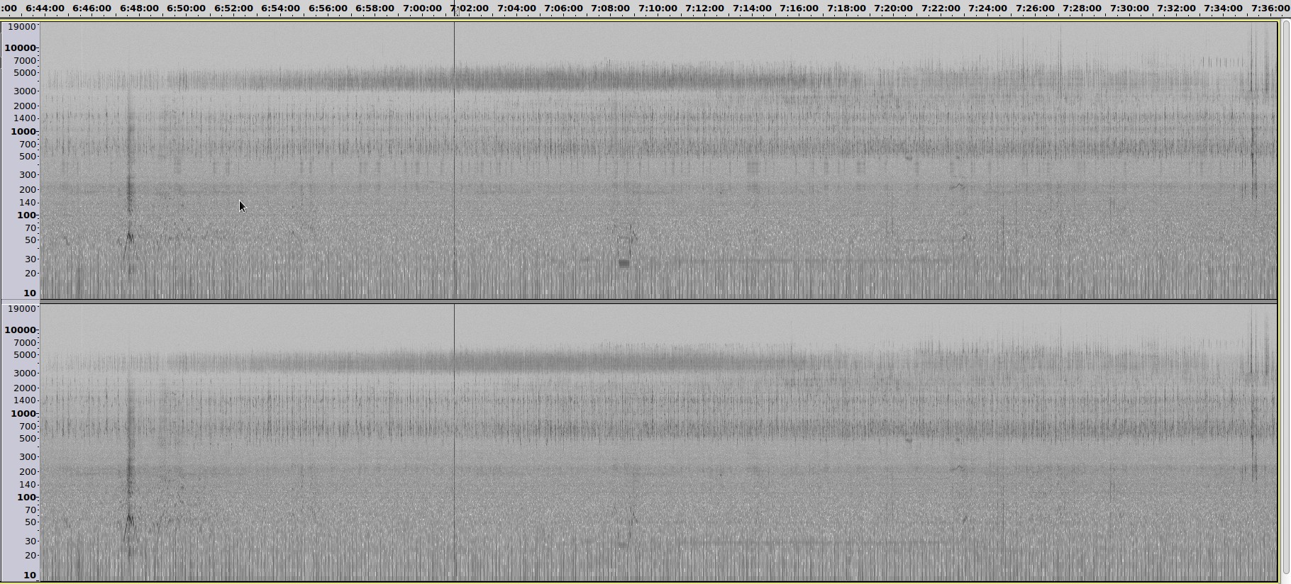 20201101-0443-0536_zosterops