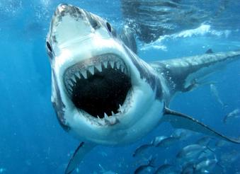 requin