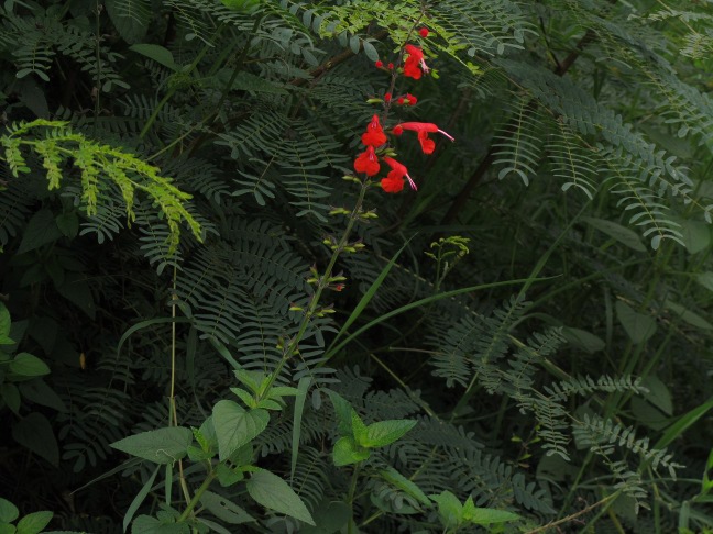 201302191415-plante-.jpg