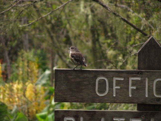 201302211047-oiseau-.jpg