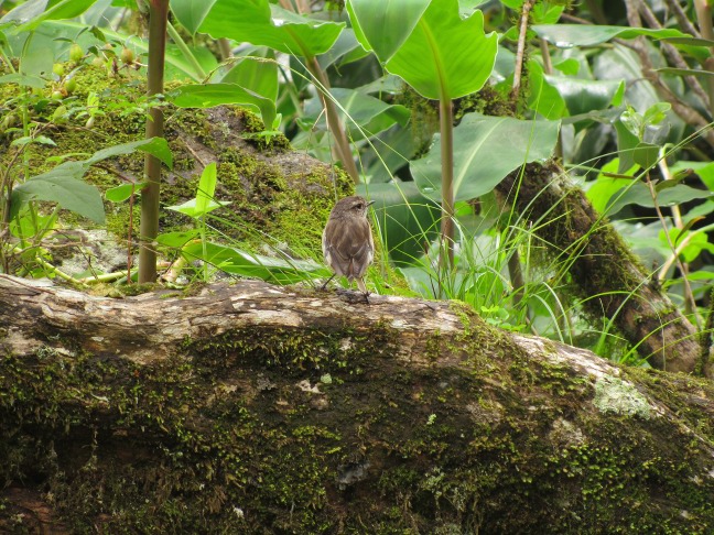201302220934-oiseau-.jpg