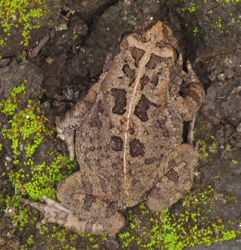 201302221116_crapaud-detail.jpg