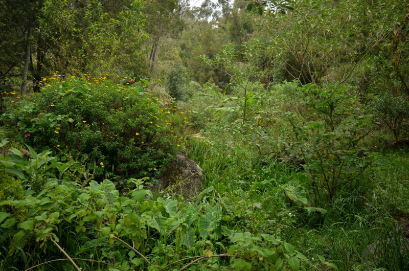 2015-11-02_160114_sentier-taibit-ilet-des-salazes-.jpg