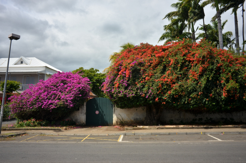 2015-11-08_135143_bougainvillier_st-louis-.jpg