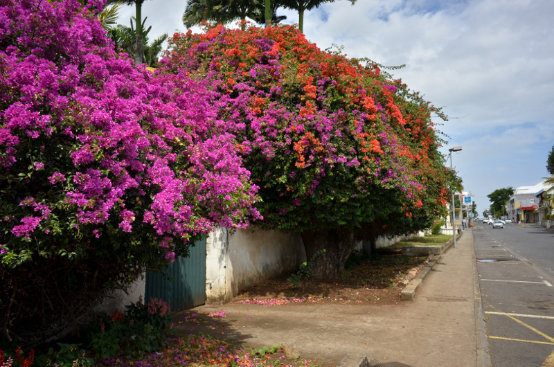 2015-11-08_135205_bougainvillier_st-louis-.jpg