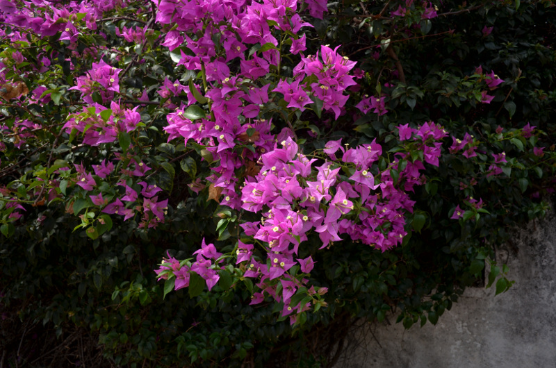 2015-11-08_135245_bougainvillier_st-louis-.jpg