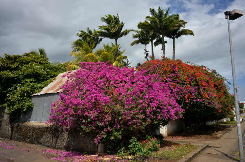 2015-11-08_135541_bougainvillier_st-louis-.jpg