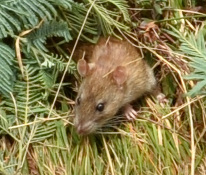 2015-11-09_121303-regardez-le-rat.jpg